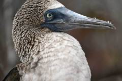 Blue-Footed Booby