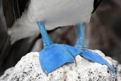 Colorful Feet of the Blue-Footed Booby