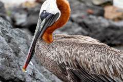 Galápagos Brown Pelican