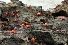 Sally Lightfoot Crab Colony