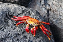 Male Sally Lightfoot Crab