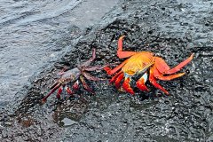 Sally Lightfoot Crabs Sunning