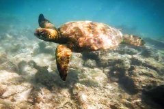 Sea Turtle