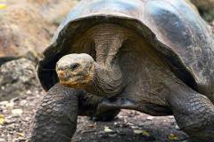 Galápagos Giant Tortoise