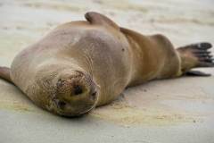 Sea Lion Chilling