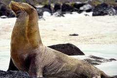 Sea Lion Sunning