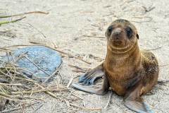 Sea Lion Pup