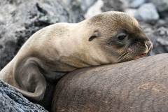 Sea Lion Resting on Mom