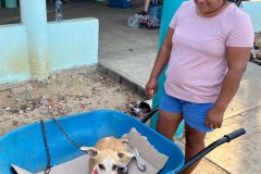 Wheelbarrow Dog Transport