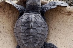 Baby Sea Turtle