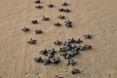 Sea  turtle hatchlings