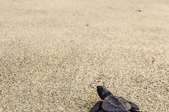 Baby sea turtle