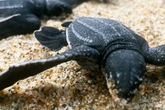 Turtle hatchling ready for release.