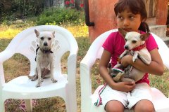 Young girl and her chihuahuas.