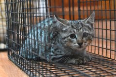 Feral Kitten Awaits Surgery – World Vets Galápagos