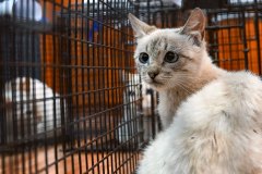 White Feral Cat Awaits Surgery – World Vets Galápagos