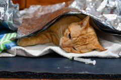 Cat Recovers after Surgery – World Vets Galápagos