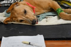 Small Dog Recovers after Surgery – World Vets Galápagos