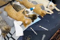 Cats Recovering from Spay & Neuter Surgery – World Vets Galápagos