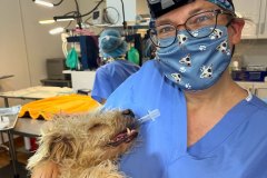 Dr. Bonnie Abbott Recovering a Dog after Surgery – World Vets Galápagos