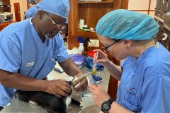 Volunteer Registered Veterinary Technicians Prep a Cat for Surgery – World Vets Galápagos