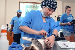 Volunteer Veterinary Professional Preps a Cat for Surgery – World Vets Galápagos