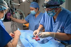 Verinary Professionals Performing Surgery – World Vets Galápagos