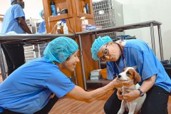 Volunteer Veterinary Professionals Prep a Dog for Surgery – World Vets Galápagos