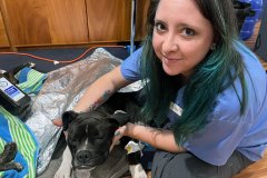 Volunteer Veterinary Assistant Recovers Dog after Surgery – World Vets Galápagos