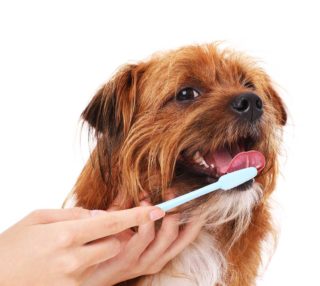 cat and dog teeth cleaning