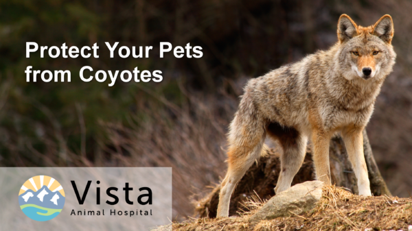 How to protect your pets from coyote attacks