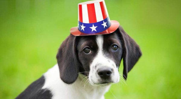 Fourth of July Dogs