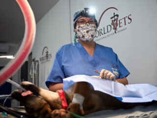 Dr. Bonnie Abbott performs sterilization surgery on dog