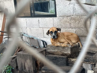 Stray dog on San Cristobal Island, Galápagos