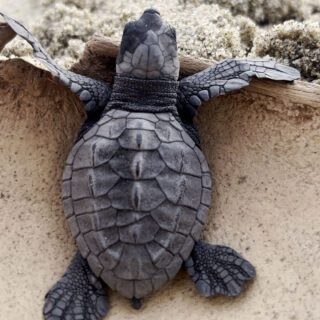 Baby Sea Turtle